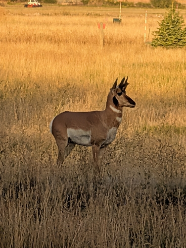 Pronghorn