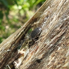 Dermestes frischii