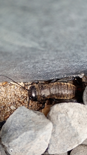 European Field Cricket