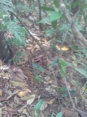 Chironius multiventris