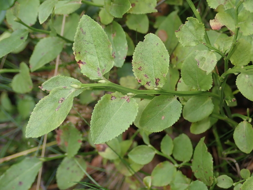 common bilberry