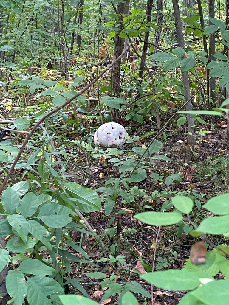 giant puffball · September 2026 · photo: Photo: (c) Abby Ciona, some rights reserved (CC BY) · iNaturalist