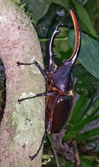 Dynastes septentrionalis