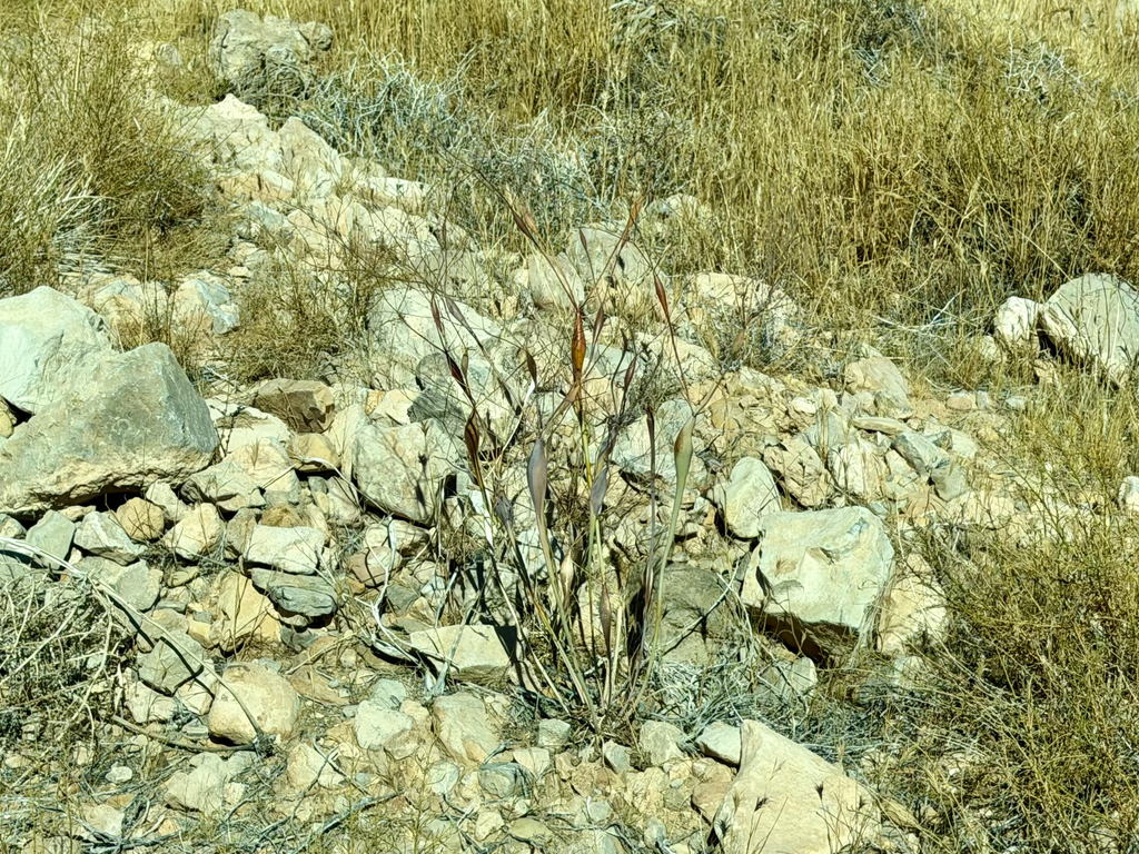 Eriogonum inflatum; photograph (c) CK2AZ, some rights reserved (CC BY)