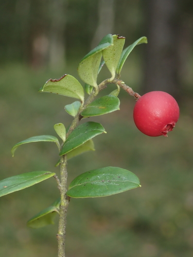 Lingonberry