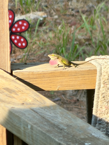Green Anole