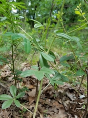 Pediomelum cuspidatum