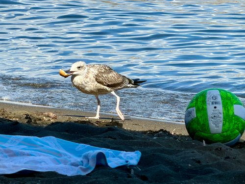Yellow-legged Gull