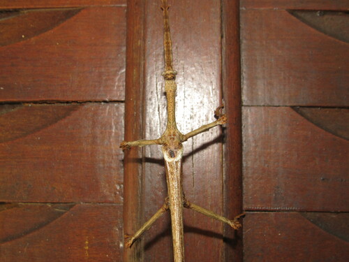 Xylodus ceratocephalus