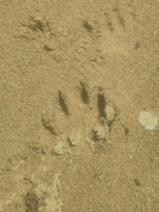 Lontra longicaudis