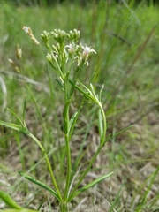 Stenaria nigricans