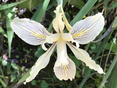 Iris fernaldii