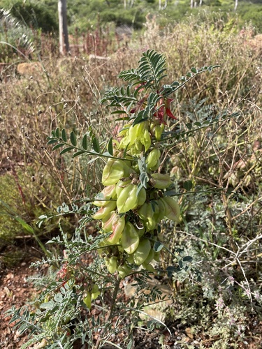 Lessertia frutescens