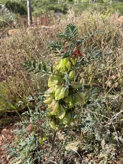 Lessertia frutescens, photograph (c) Cricket Raspet, some rights reserved (CC BY)