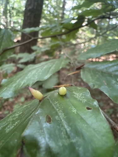 Beech Gall Midge