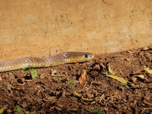 Photo of a Snouted Cobra (Naja annulifera)