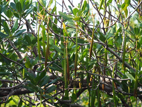 Kandelia obovata, photograph 2