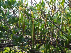 Kandelia obovata, photograph author not stated, no rights reserved