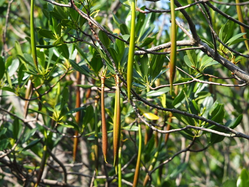 Kandelia obovata, photograph 3