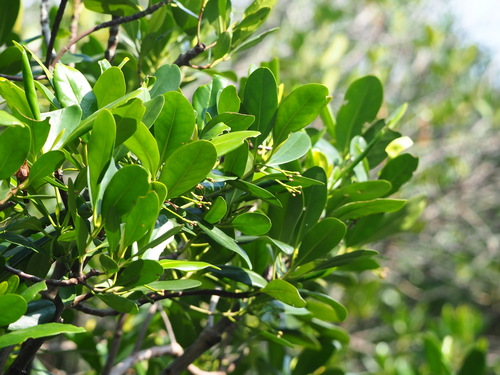 Kandelia obovata