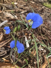 Commelina erecta image