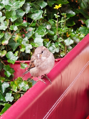 House Sparrow