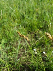 Carex leporina