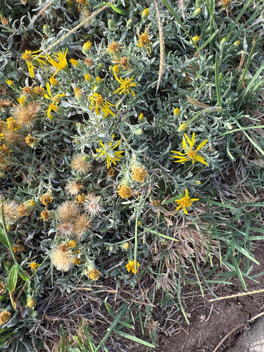 Hoary False Goldenaster