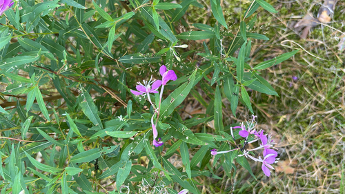 fireweed