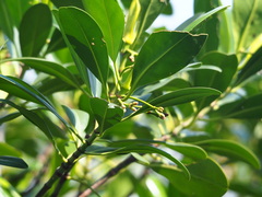 Kandelia obovata, photograph author not stated, no rights reserved