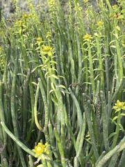 Euphorbia mauritanica, photograph (c) Cricket Raspet, some rights reserved (CC BY)