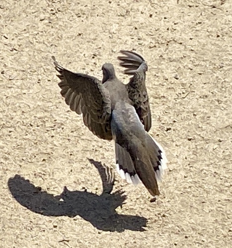 iNaturalist observation photo of Mourning Dove