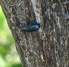 Necrobia violacea