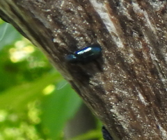 Necrobia violacea