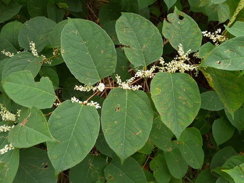 Japanese knotweed