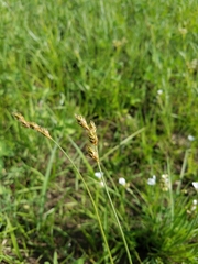 Carex leporina