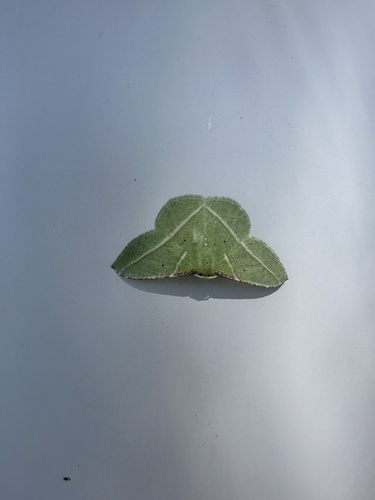 iNaturalist observation photo of Dichorda illustraria