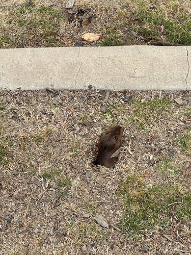 iNaturalist observation photo of Botta's Pocket Gopher