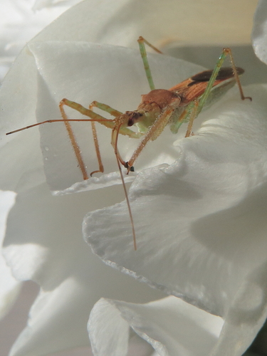 Leafhopper Assassin Bug