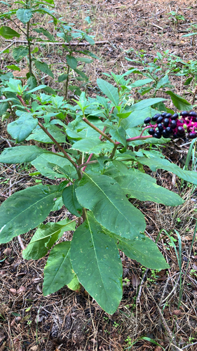 American pokeweed