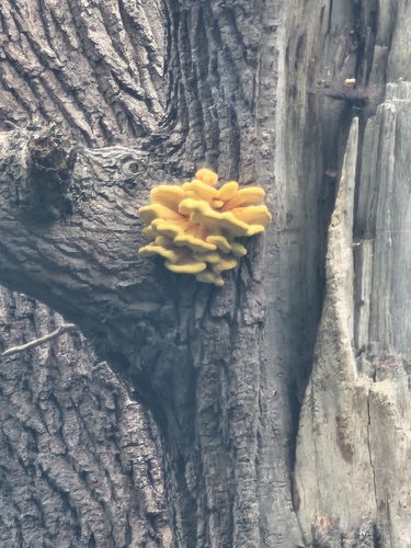 chicken of the woods