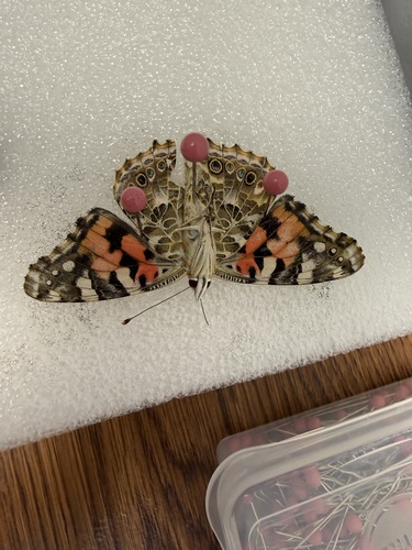 Painted Lady