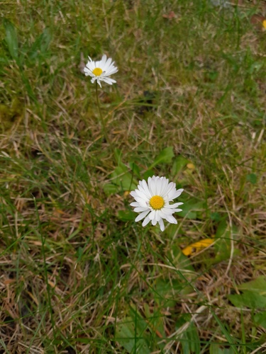 Lawn daisy