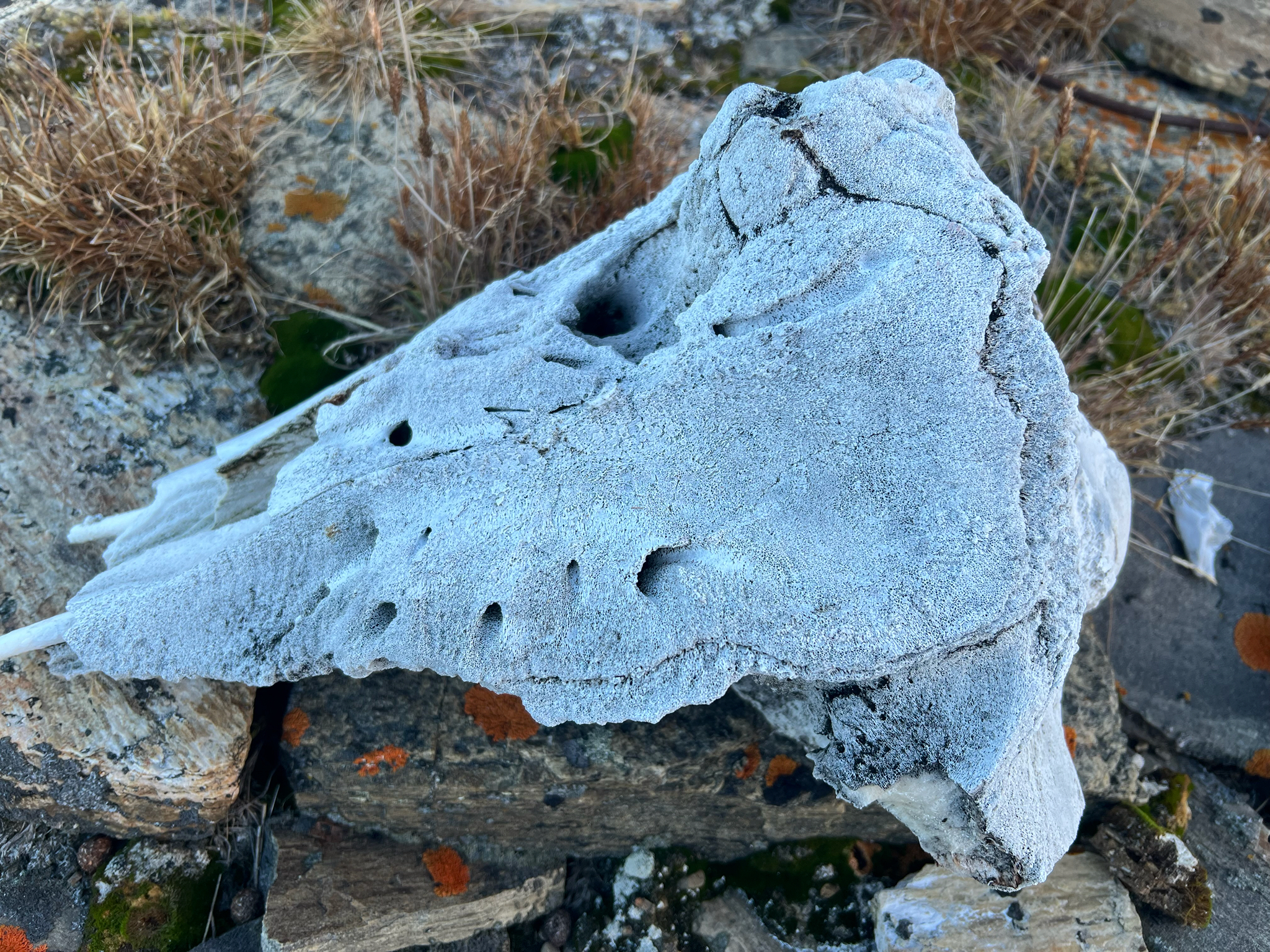 Monodon monoceros