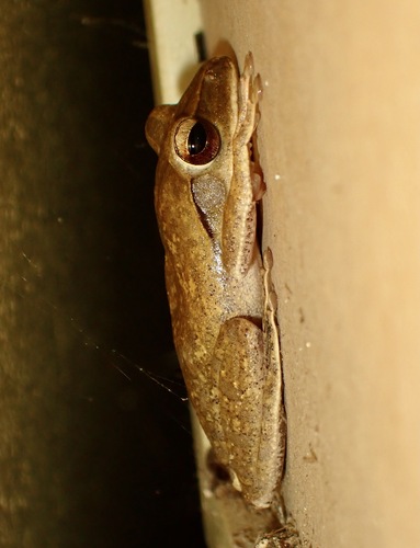 Spot-legged Tree Frog