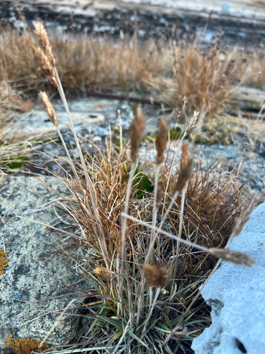 Koeleria spicata, 2026-09-14