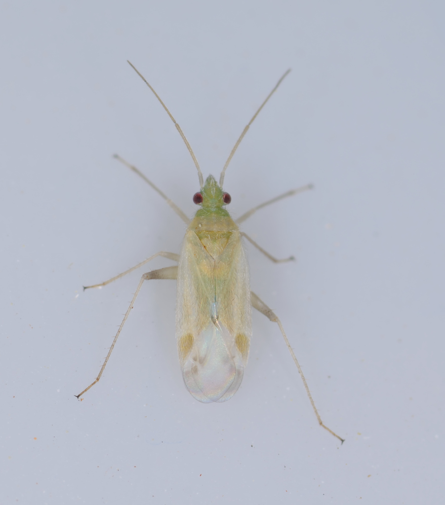 Megalocoleus delicatus