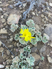 Oxalis melanosticta