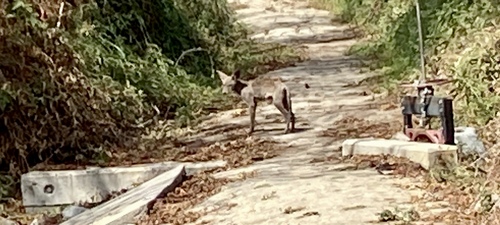 iNaturalist observation photo of Coyote