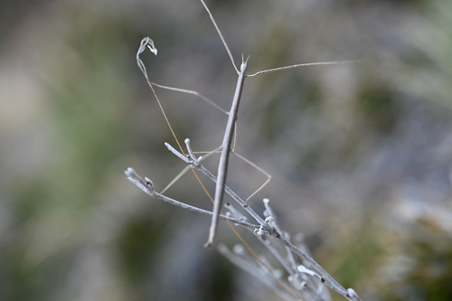 Western Short-horned Walkingstick